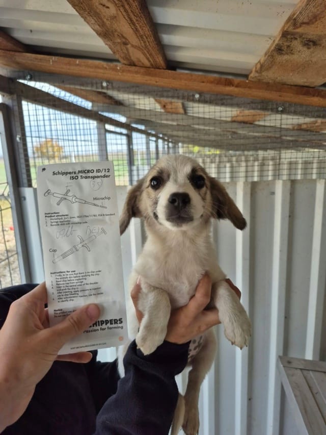 Siggi, chien à l'adoption
