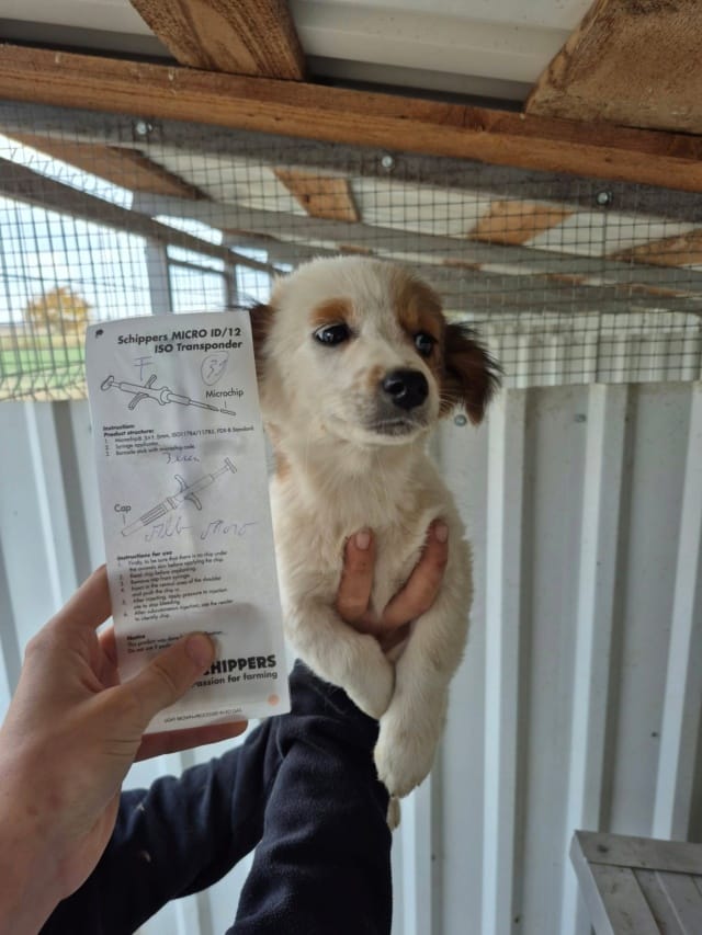 Sika, chien à l'adoption