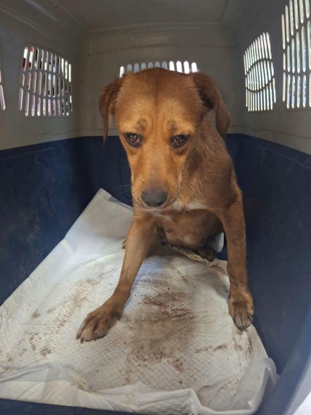 Sila, chien à l'adoption