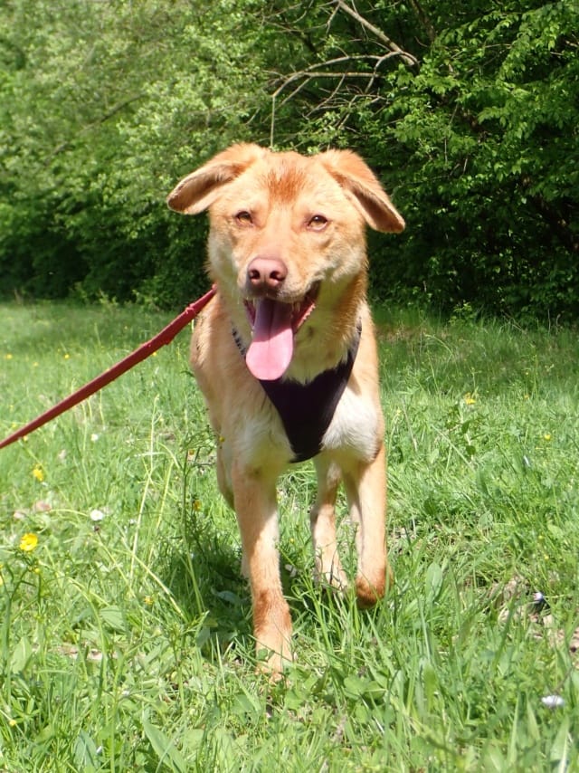 Silco, rescue dog available for adoption