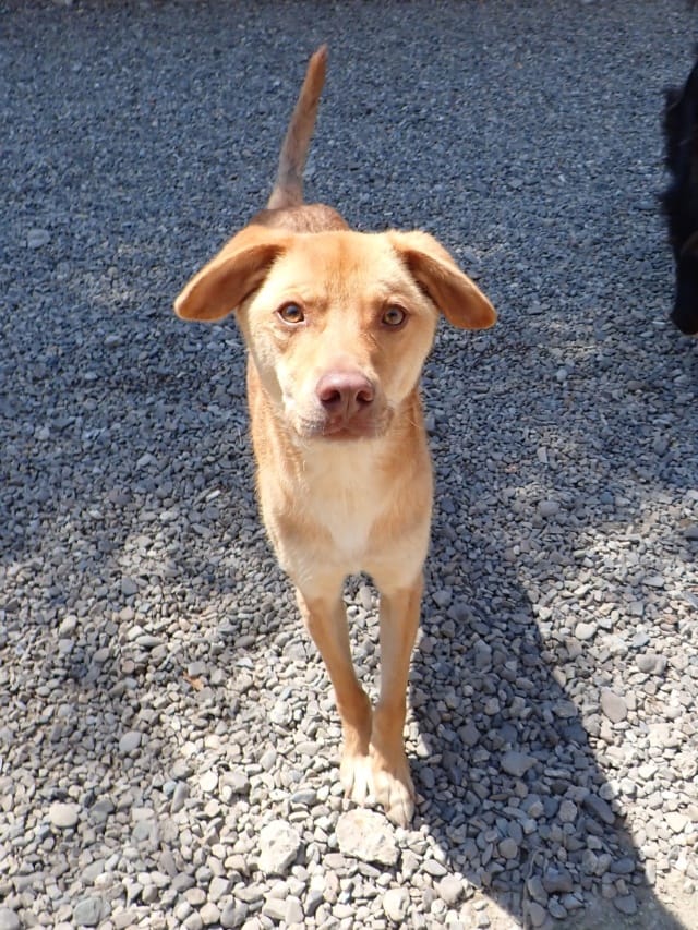 Silco, chien à l'adoption