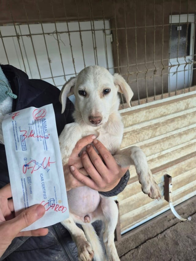 Silky, chien à l'adoption
