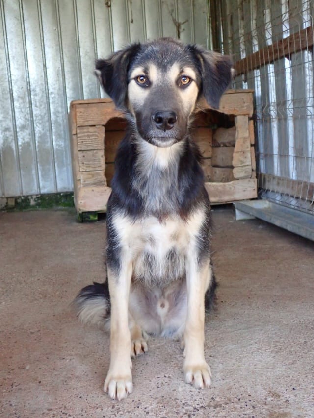 Sinclair, chien à l'adoption