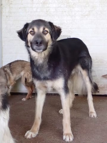 Sinclair, chien à l'adoption
