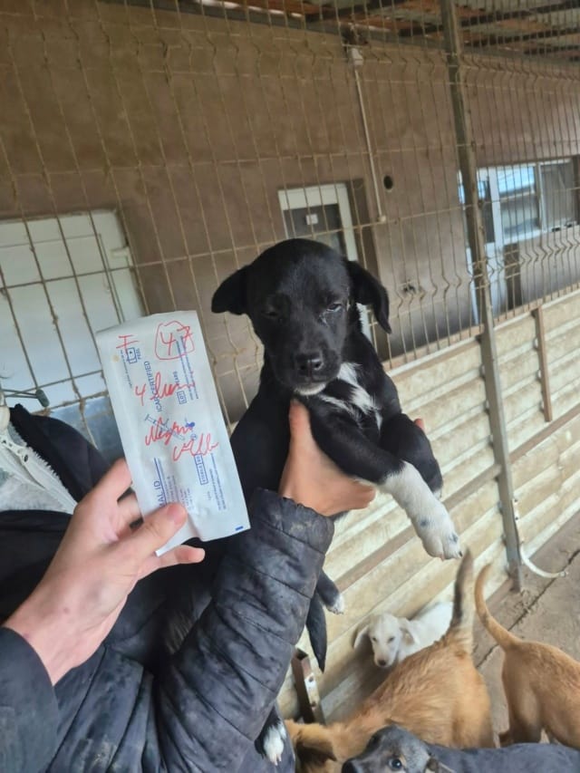 Sira, chien à l'adoption