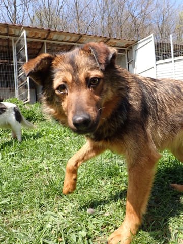 Sirene, chien à l'adoption