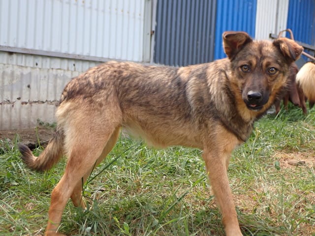 Sirene, chien à l'adoption