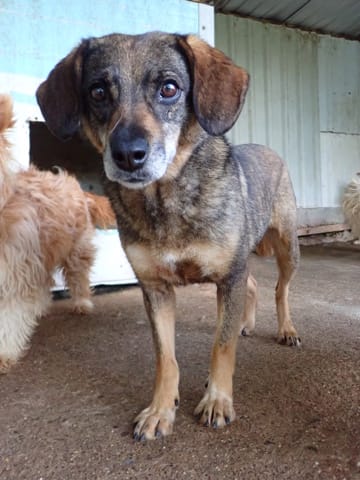 Siska, chien à l'adoption