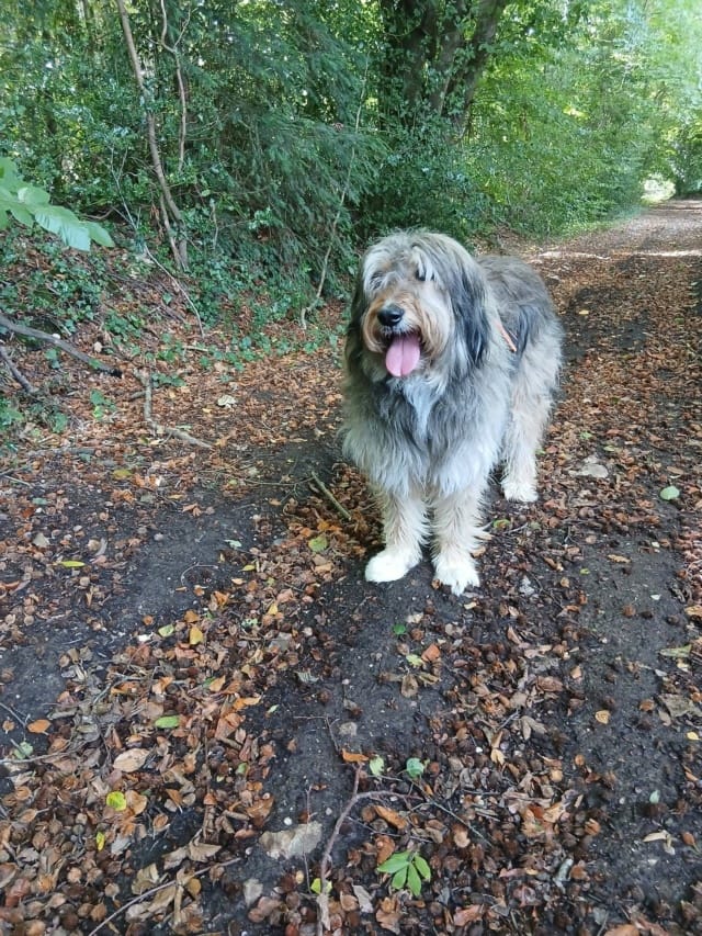 Siska, chien à l'adoption chez Remember Me France