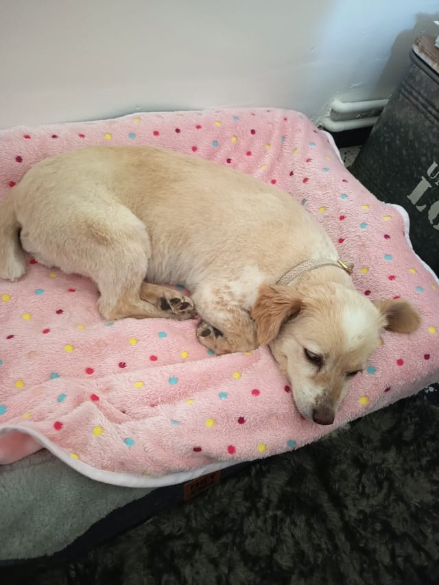 Sissou, chien à l'adoption chez Remember Me France