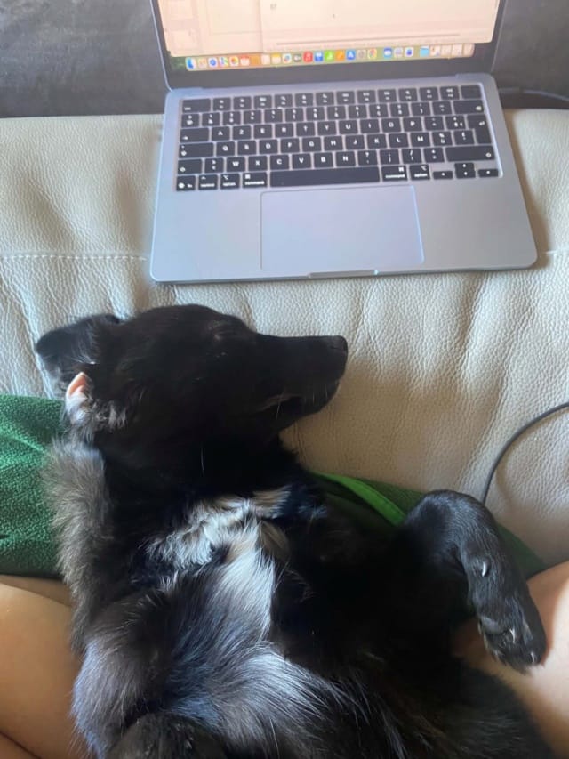 Sitka, chien à l'adoption chez Remember Me France