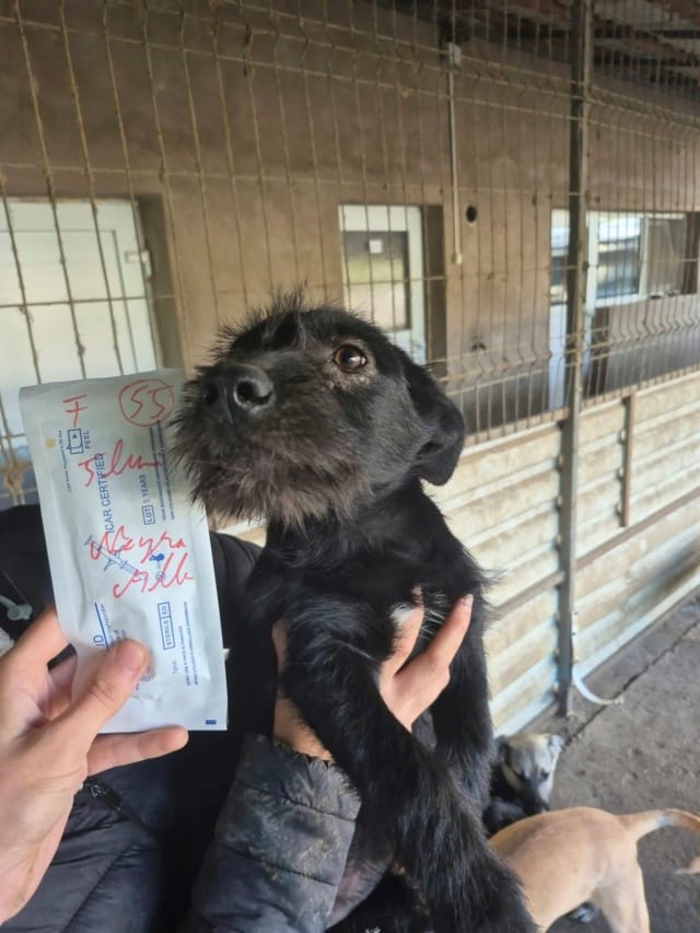 Skinny, chien à l'adoption
