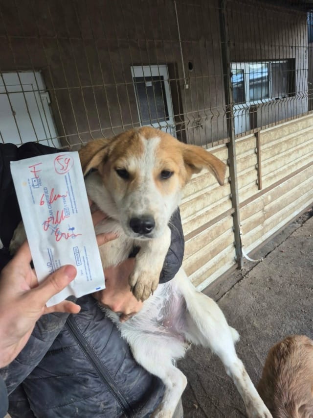 Skoty, chien à l'adoption