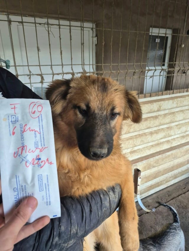 Skya, chien à l'adoption chez Remember Me France