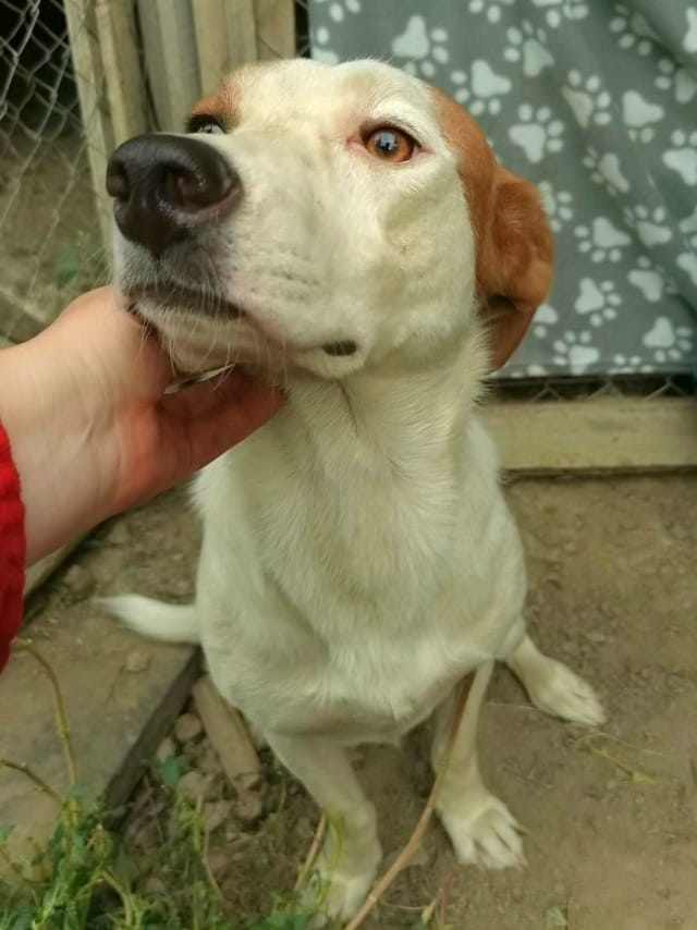 Smartie, chien à l'adoption chez Remember Me France