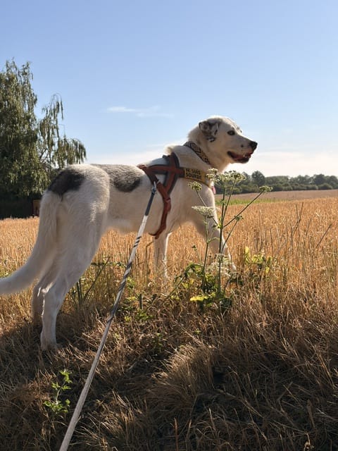 Sokette, chien à l'adoption chez Remember Me France