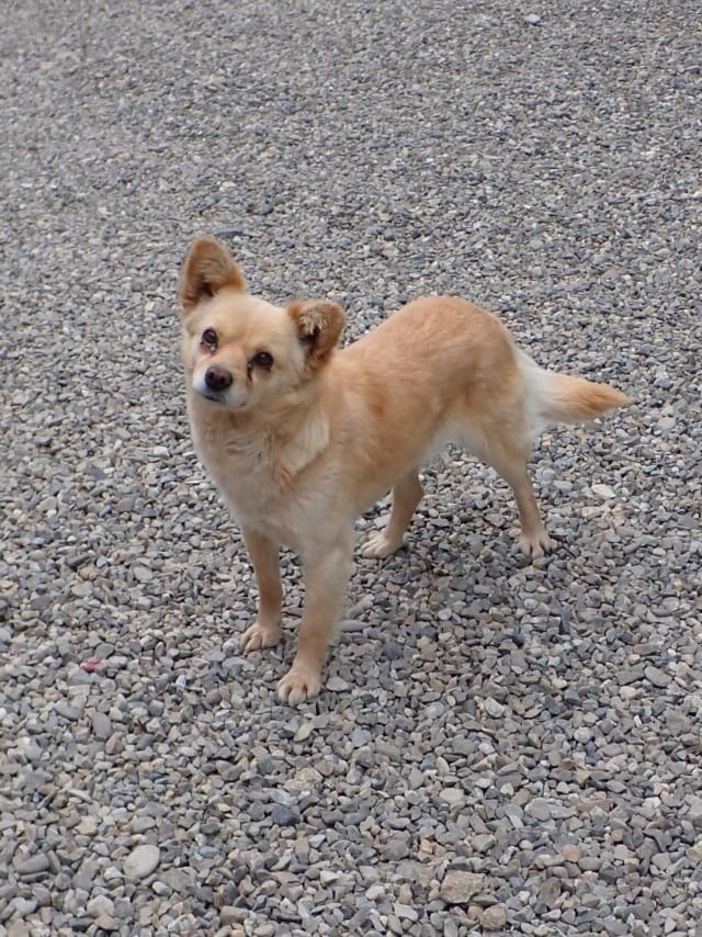 Soline, chien à l'adoption