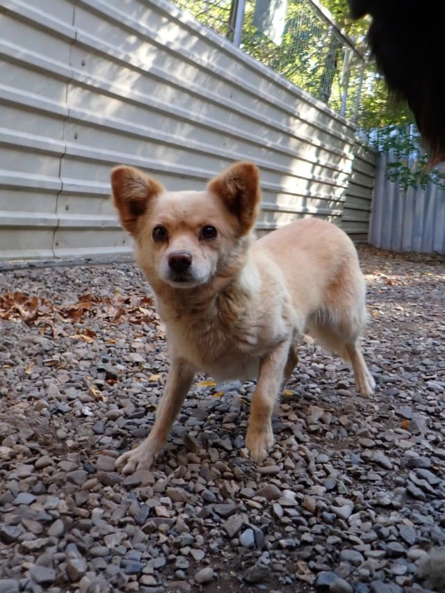 Soline, rescue dog available for adoption