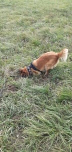 Soria, chien à l'adoption chez Remember Me France