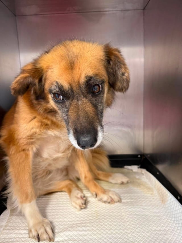 Sorina, chien à l'adoption