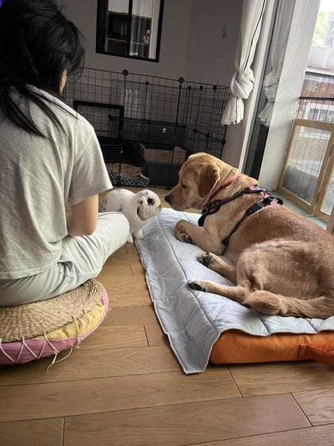 Spike, chien à l'adoption chez Remember Me France
