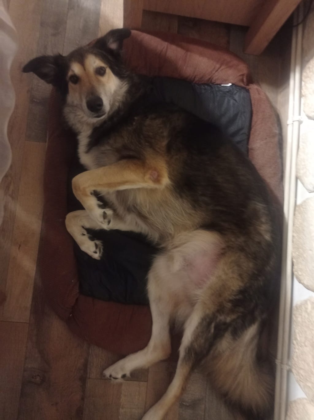 Splendid, chien à l'adoption chez Remember Me France