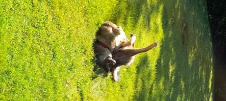 Star, chien à l'adoption chez Remember Me France