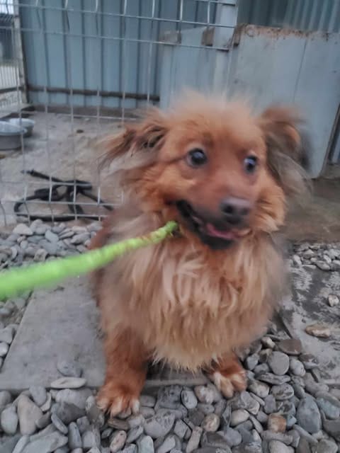 Starsky, chien à l'adoption chez Remember Me France