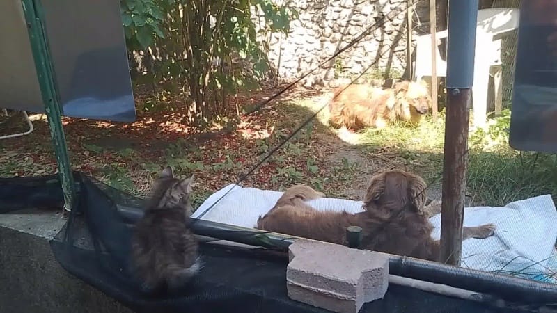 Starsky, chien à l'adoption
