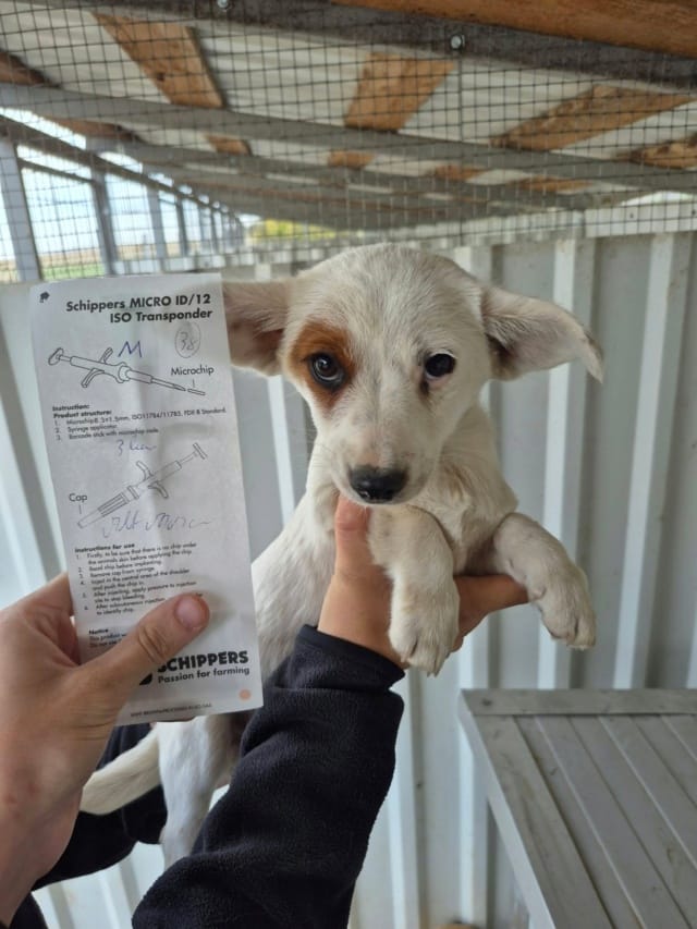 Straker, chien à l'adoption