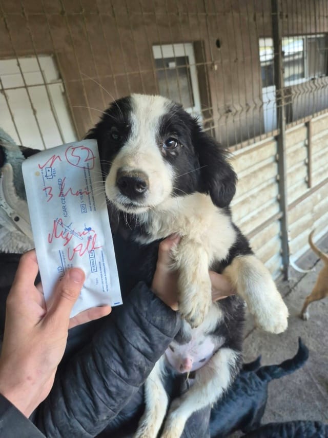 Strike, chien à l'adoption