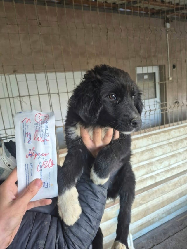 Strudel, chien à l'adoption