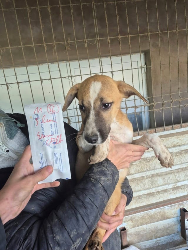 Stuart, chien à l'adoption