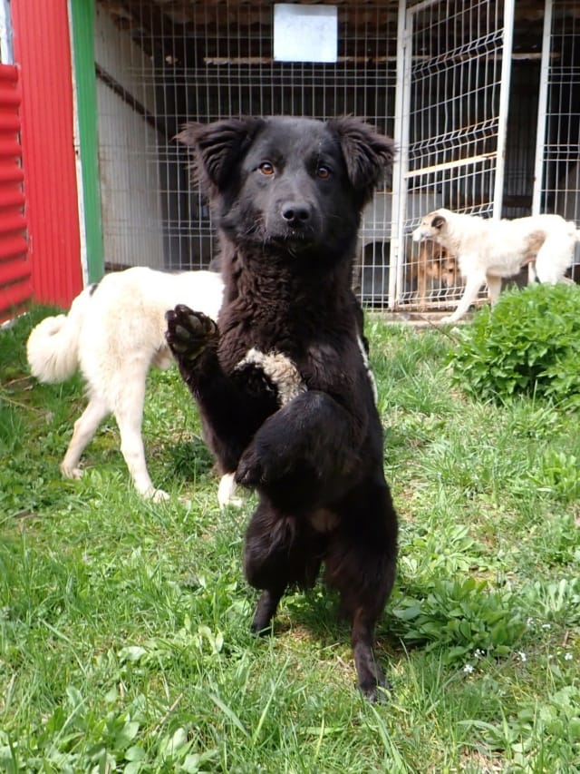 Stylish, chien à l'adoption