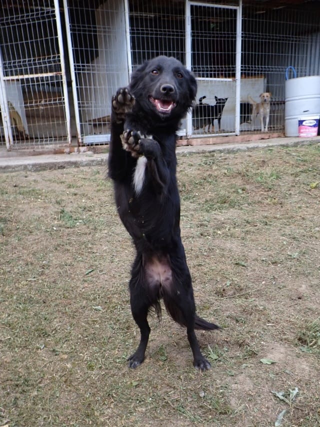 Stylish, chien à l'adoption