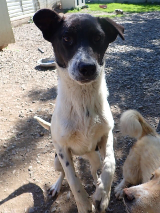 Suchy, chien à l'adoption