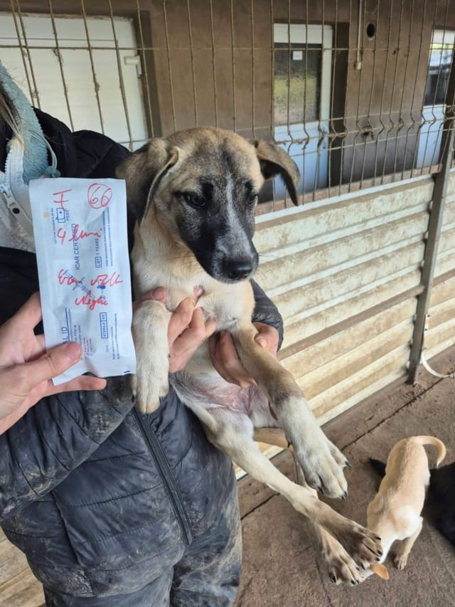 Suki, chien à l'adoption