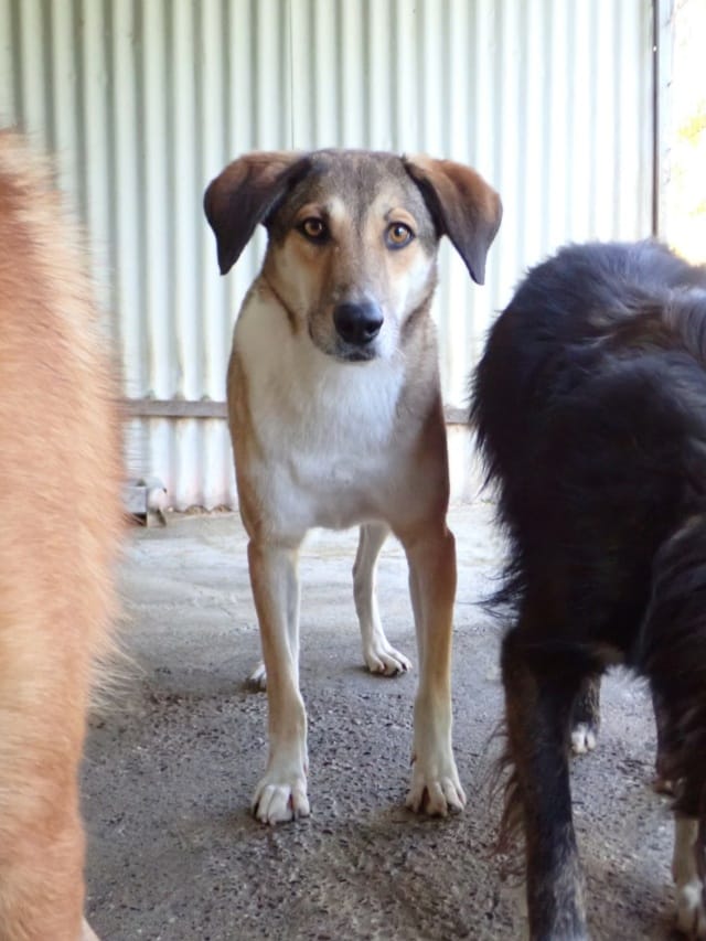 Sydney, chien à l'adoption chez Remember Me France