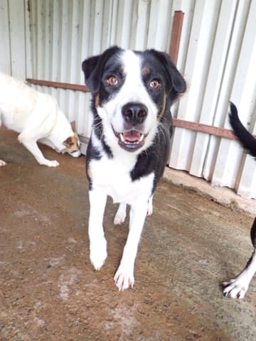 Taïga, chien à l'adoption