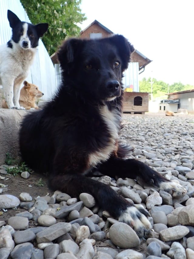 Talonne, chien à l'adoption
