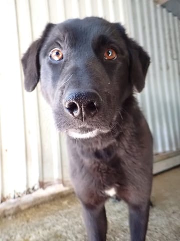 Talyra, chien à l'adoption