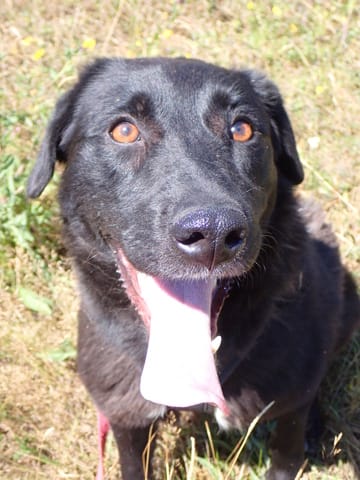 Talyra, chien à l'adoption