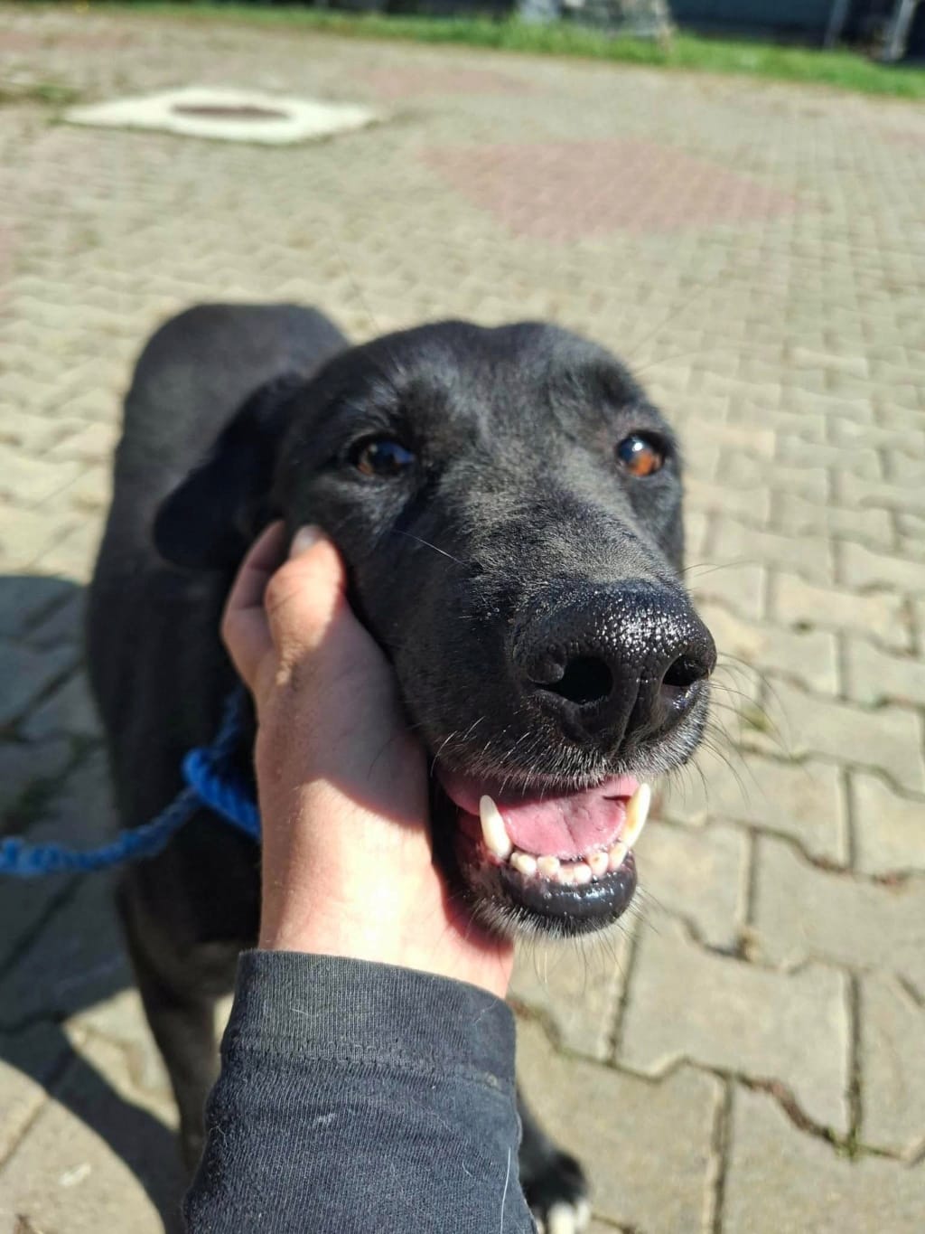 Talyra, chien à l'adoption chez Remember Me France