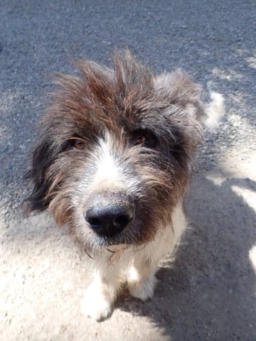 Tauriel, chien à l'adoption