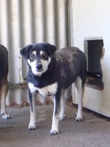 Teddie, chien à l'adoption chez Remember Me France