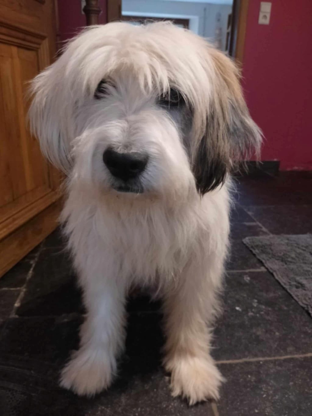 Teddy, chien à l'adoption chez Remember Me France