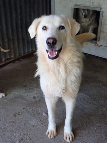 Telemaque, chien à l'adoption