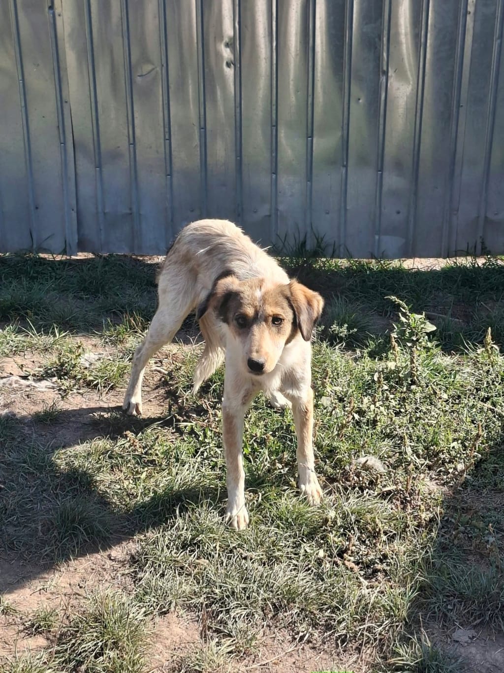 Tempera, rescue dog available for adoption