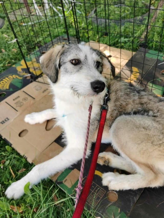 Theona, chien à l'adoption