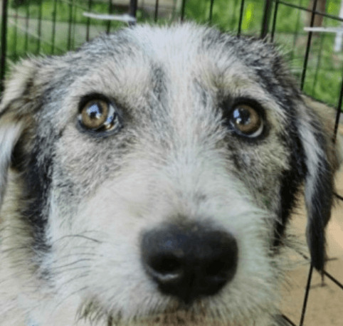 Theona, chien à l'adoption chez Remember Me France